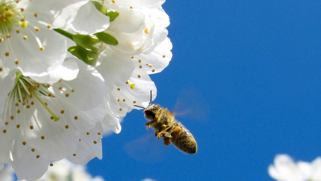 Honey Bee showing pollination of Apple Blossom