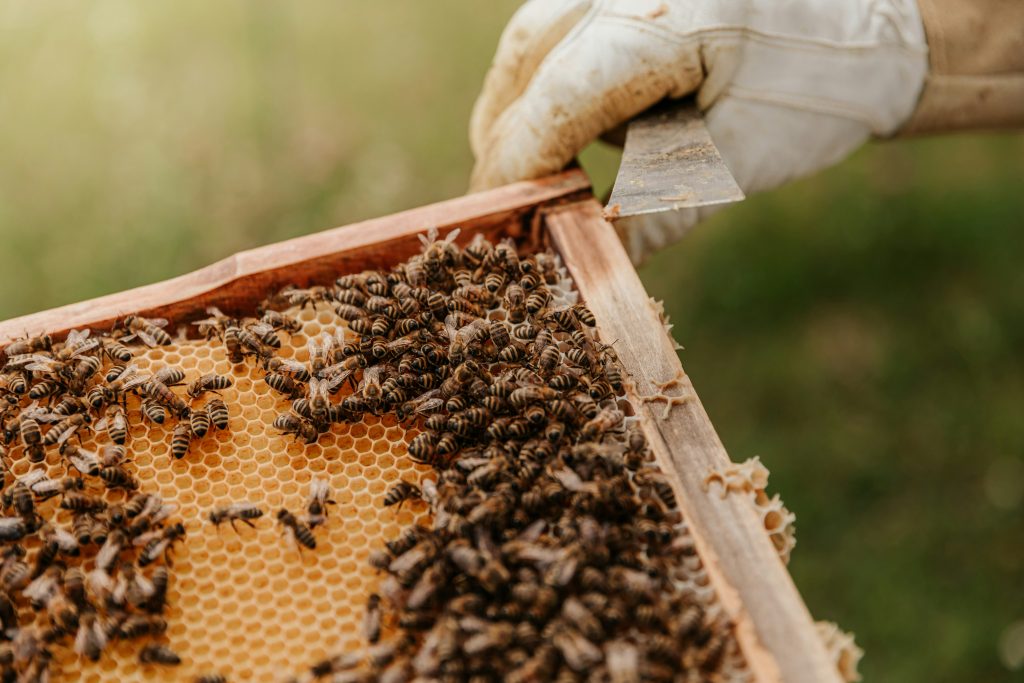 Beekeeper removing super frame from hive