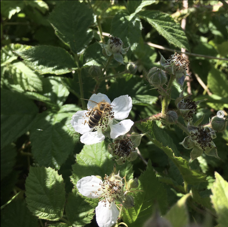 Honey Bee showing pollination of Blackberry bushes